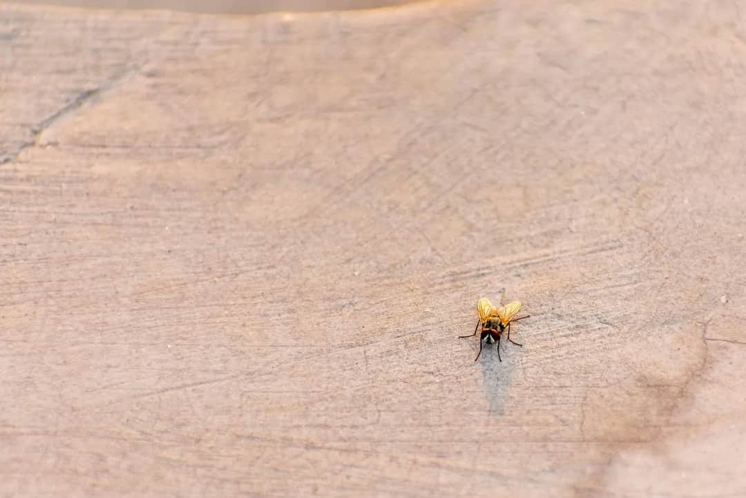 Skuteczne sposoby na to, jak wytepic muszki w kuchni raz na zawsze