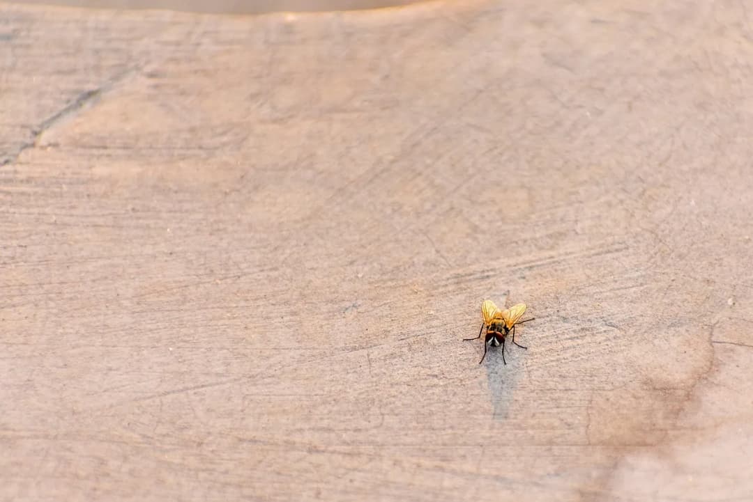 Skuteczne sposoby na to, jak wytepic muszki w kuchni raz na zawsze
