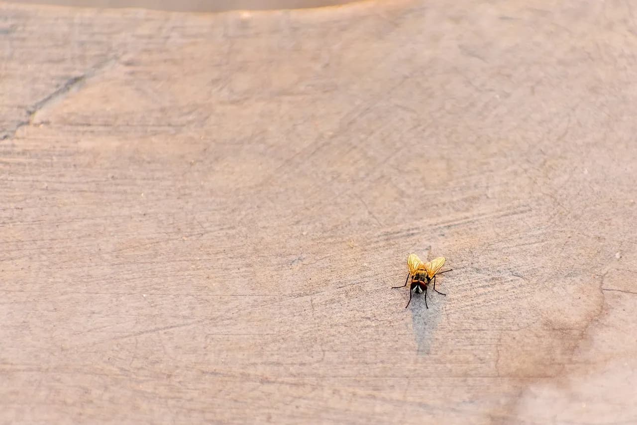 Skuteczne sposoby na to, jak wytepic muszki w kuchni raz na zawsze